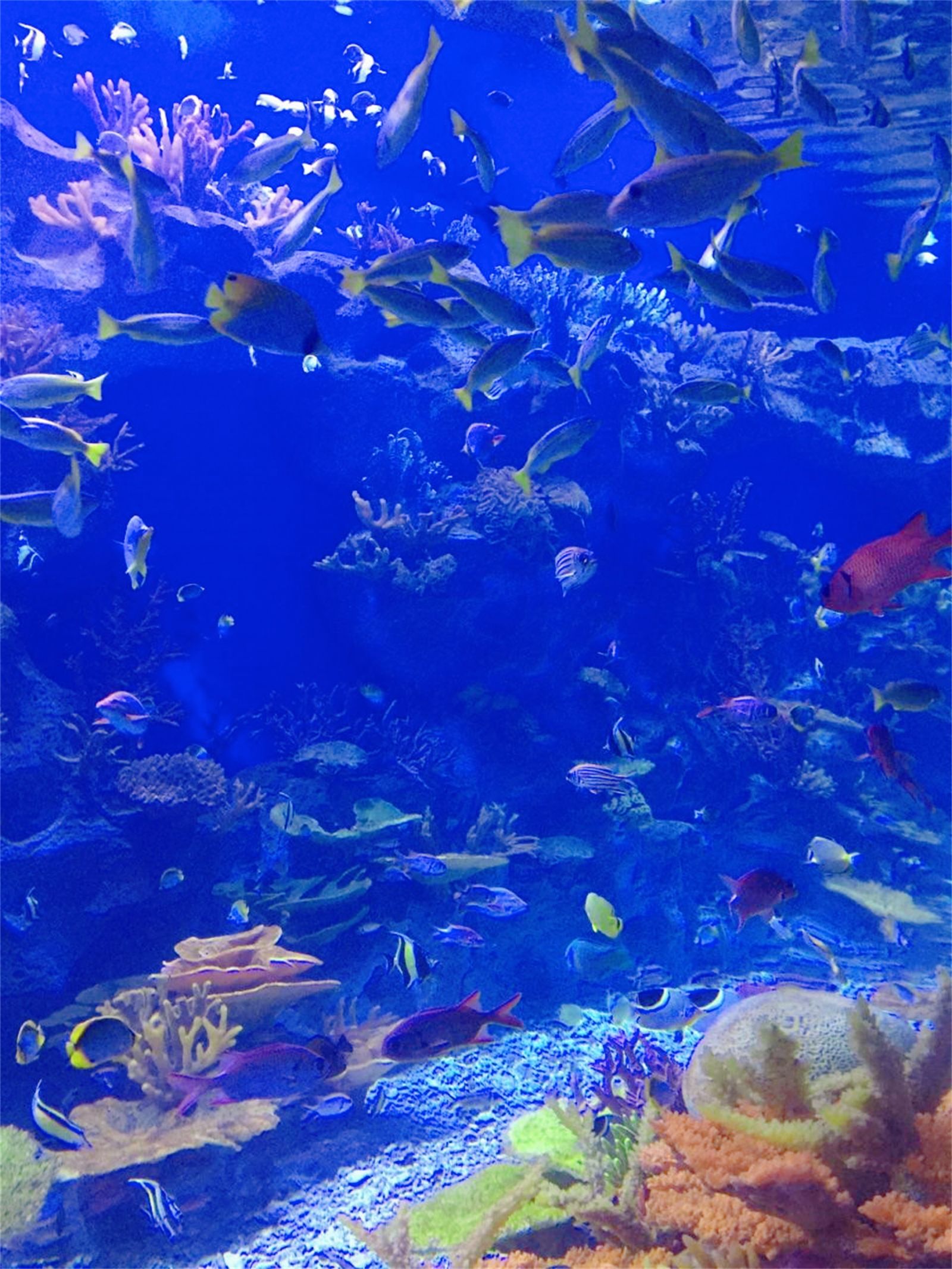 日照海洋公园保姆级攻略,日照旅游亲子景点攻略|海洋公园|日照|攻略