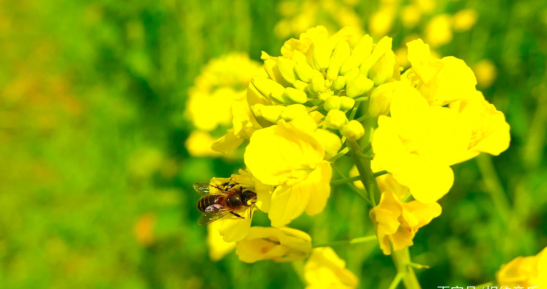 2020春天的油菜花真的好美好漂亮