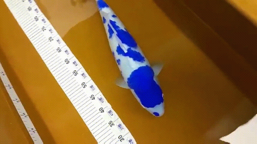 蓝色青花瓷锦鲤你见过没漂亮优雅可惜没有种群叫价数百万