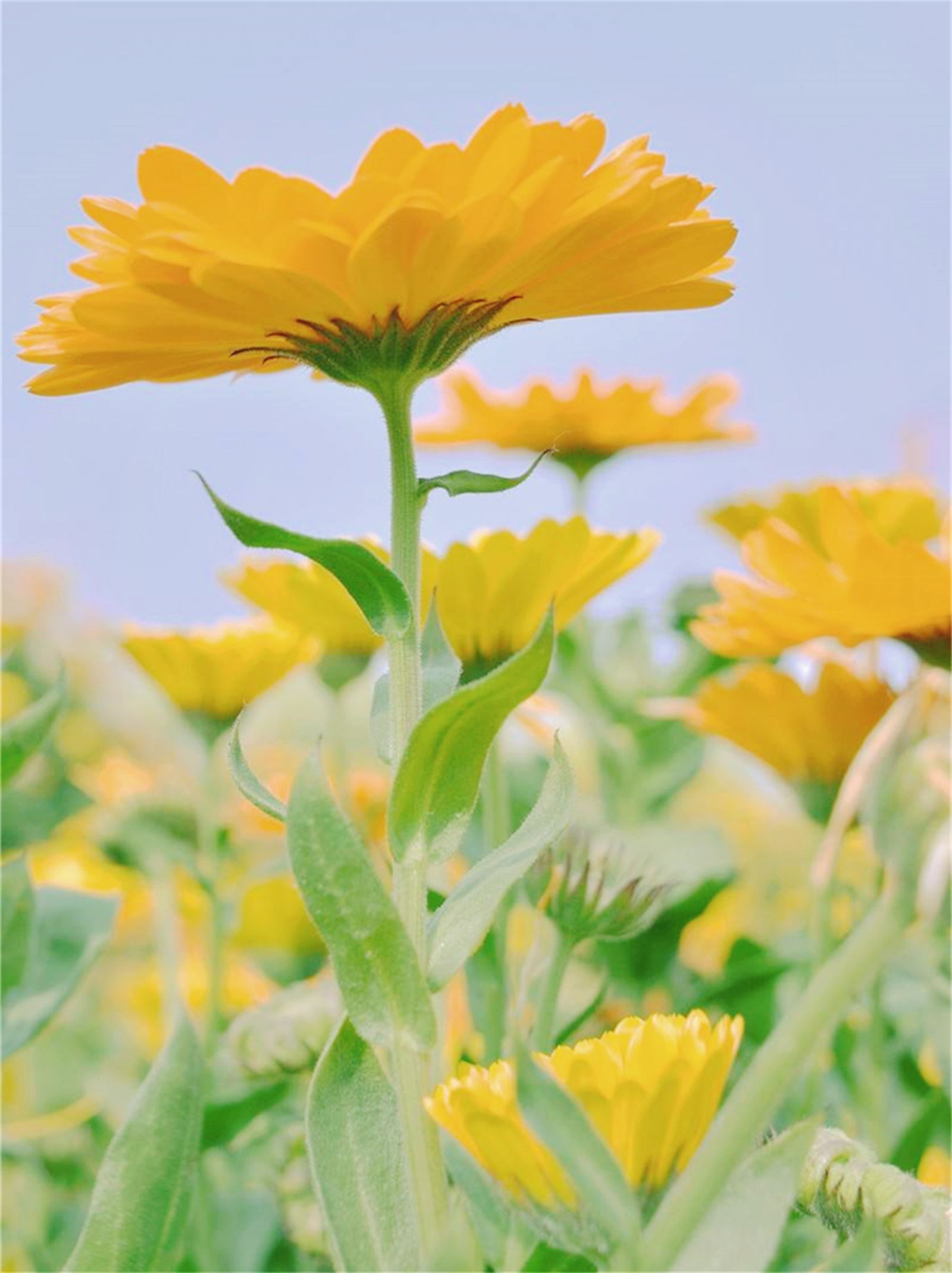 日照旅游攻略,想来日照玩,怎么可以错过这篇指南呢!休闲区蓝鸢梦想 - Www.slyday.coM 日照旅游攻略,想来日照玩,怎么可以错过这篇指南呢!休闲区蓝鸢梦想 - Www.slyday.coM