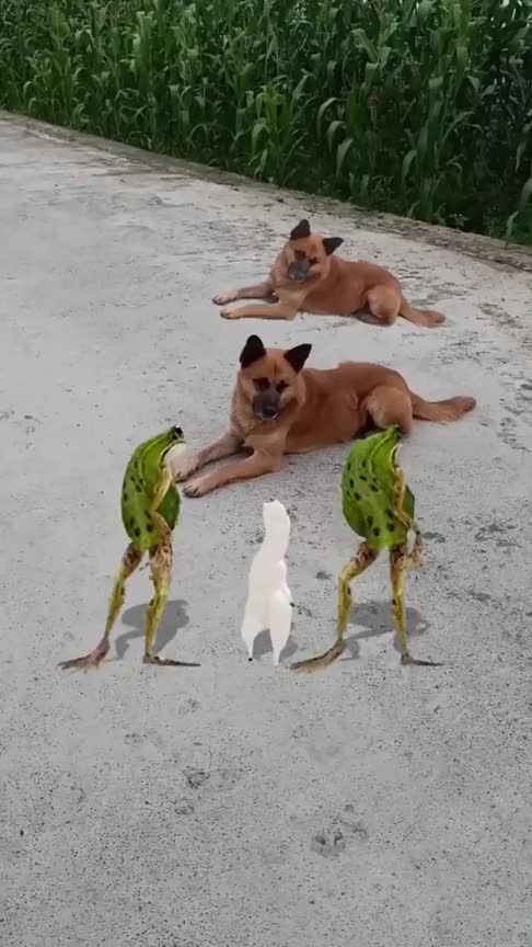 狗狗这青蛙的舞姿跳得真精彩