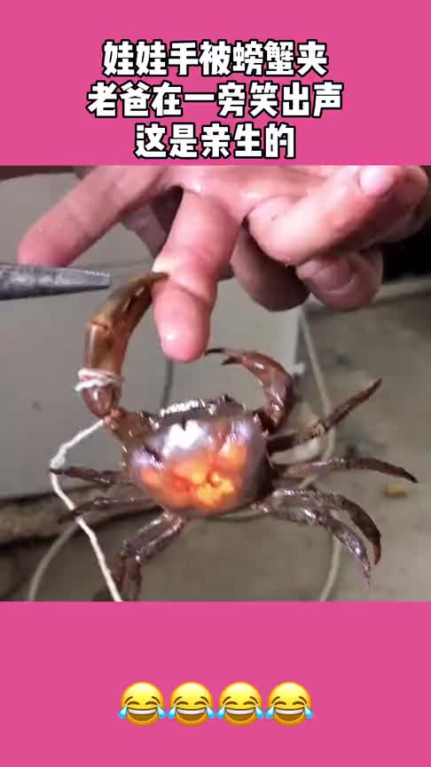 娃娃手被螃蟹夹老爸在一旁幸灾乐祸网友这绝对是亲生的