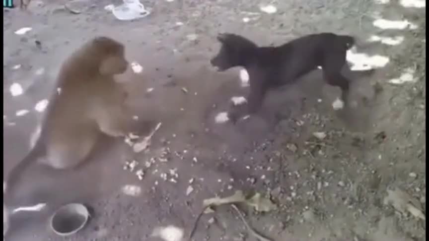 00 00:08 00:08 为您推荐: 身价20万的牛就这么没了,主人得有多心痛