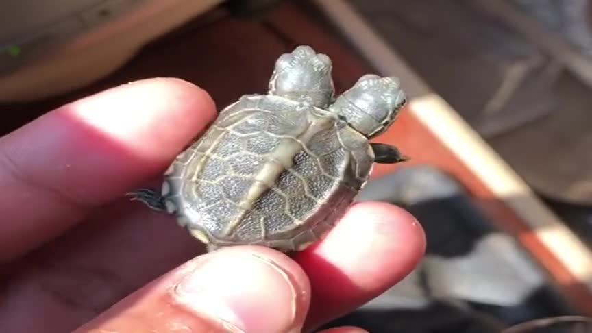 路边捡了一只乌龟,竟然两个头,太神奇了