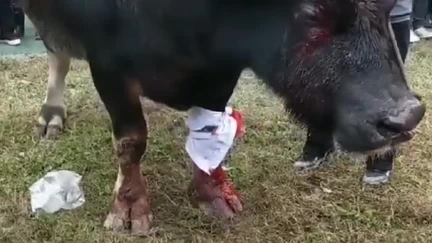 这头牛伤痕累累啊,主人也是残忍,好好的一头大牛呢