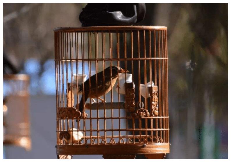 百灵鸟外形很好看,想要养好并不容易,需要仔细去照顾