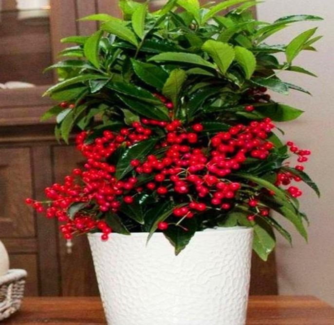 它是一种可以长出红色果实的植物,富有光泽的叶子,红色的果子形成鲜明