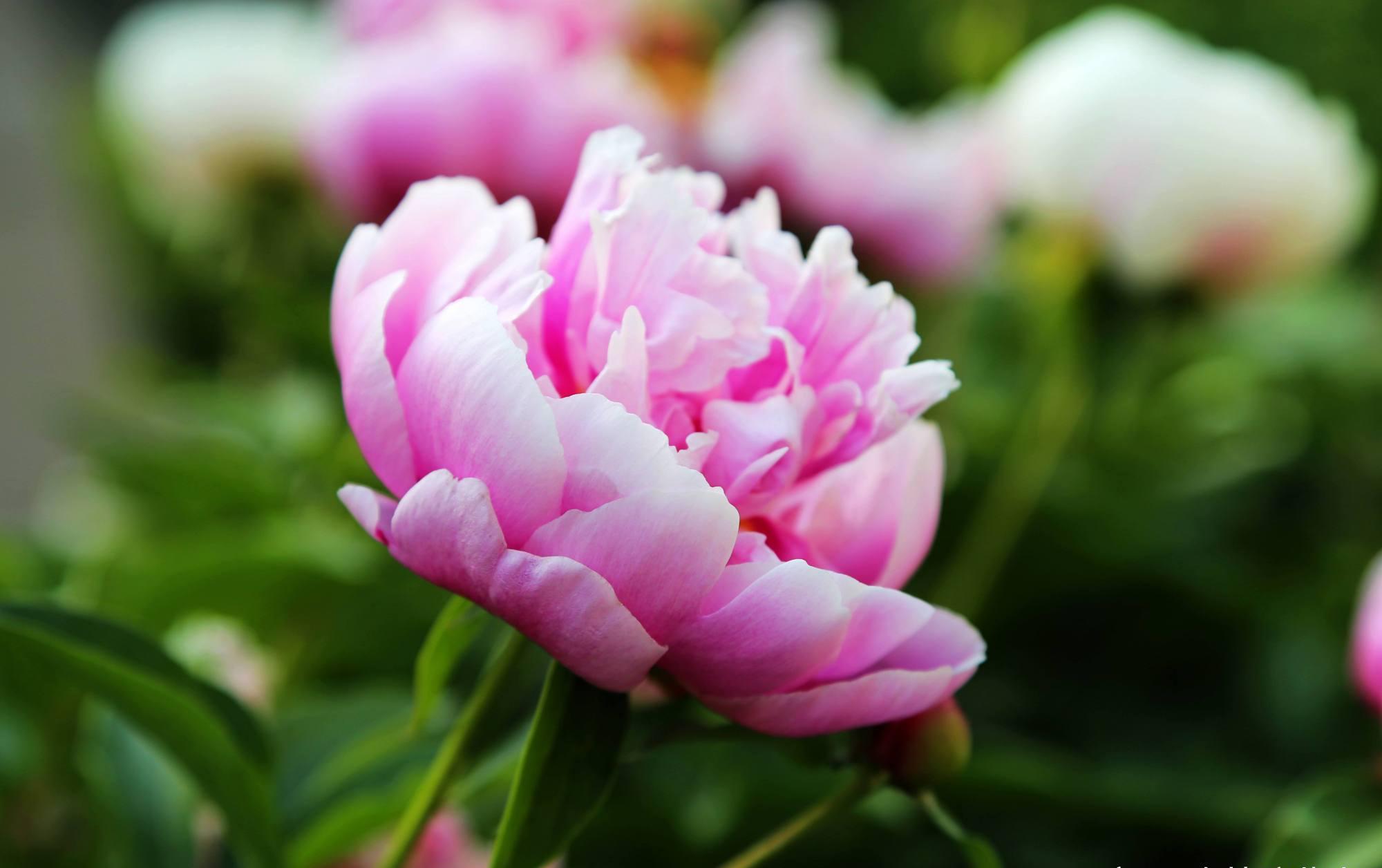 第一年长出来的花苞,我建议全部剪掉,让芍药花积攒一