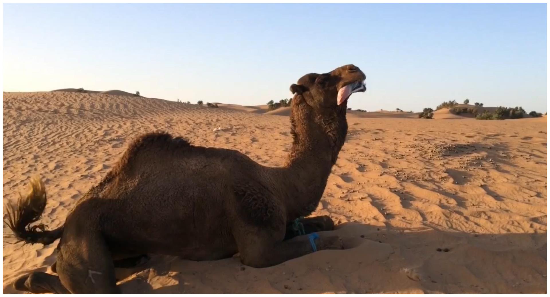 骆驼从嘴里吐出来的红肉球是啥东西是用来干什么的