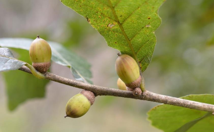 荒野维生野菜系列白栎