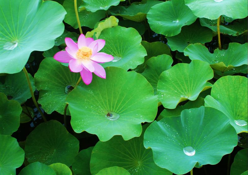 炮制荷叶也十分简单,只需喷水,稍润切丝,干燥即可.