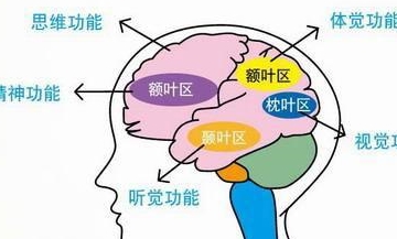 人类中脑的这个功能,正是人类进化的证据|中枢|视觉|大脑_新浪新闻