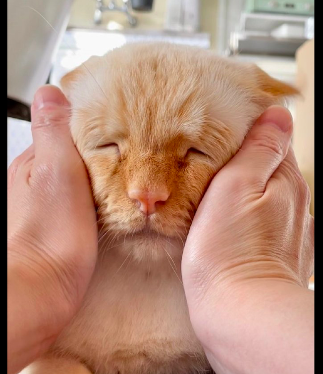 猫咪长相很有特点,当捏它脸的时候以为是个小老头,猫:你礼貌吗__财经