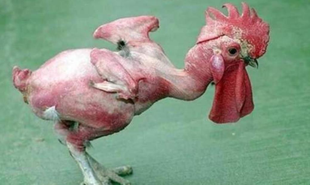 外国的无毛鸡全身一根鸡毛都没有下蛋量比一般鸡多2倍