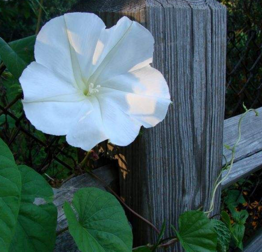 只在夜晚开放的月光花,洁白美丽,如皎皎月轮!|月光花|花色|花朵_新浪