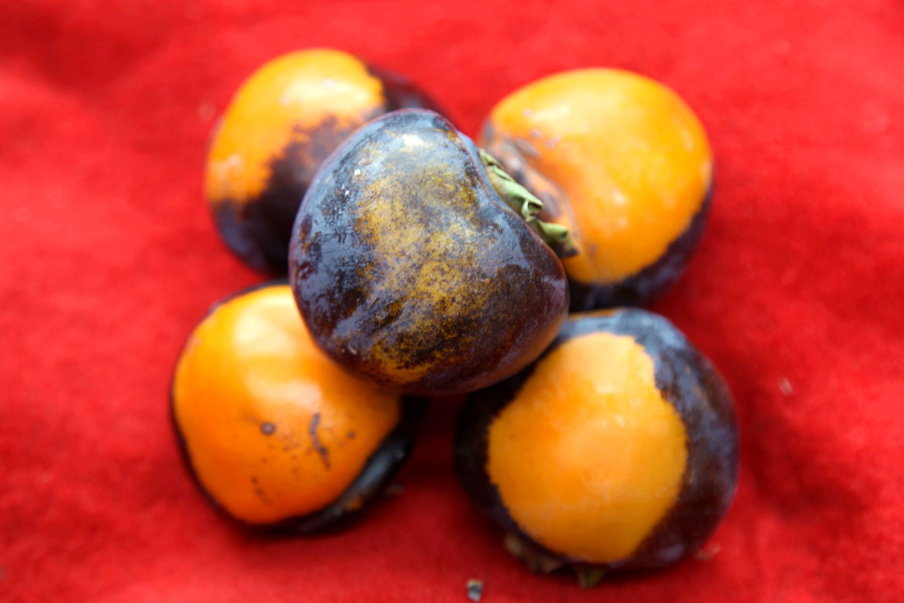 山西农民种植黑柿子,客商出价3元钱,采摘后成了烦恼事