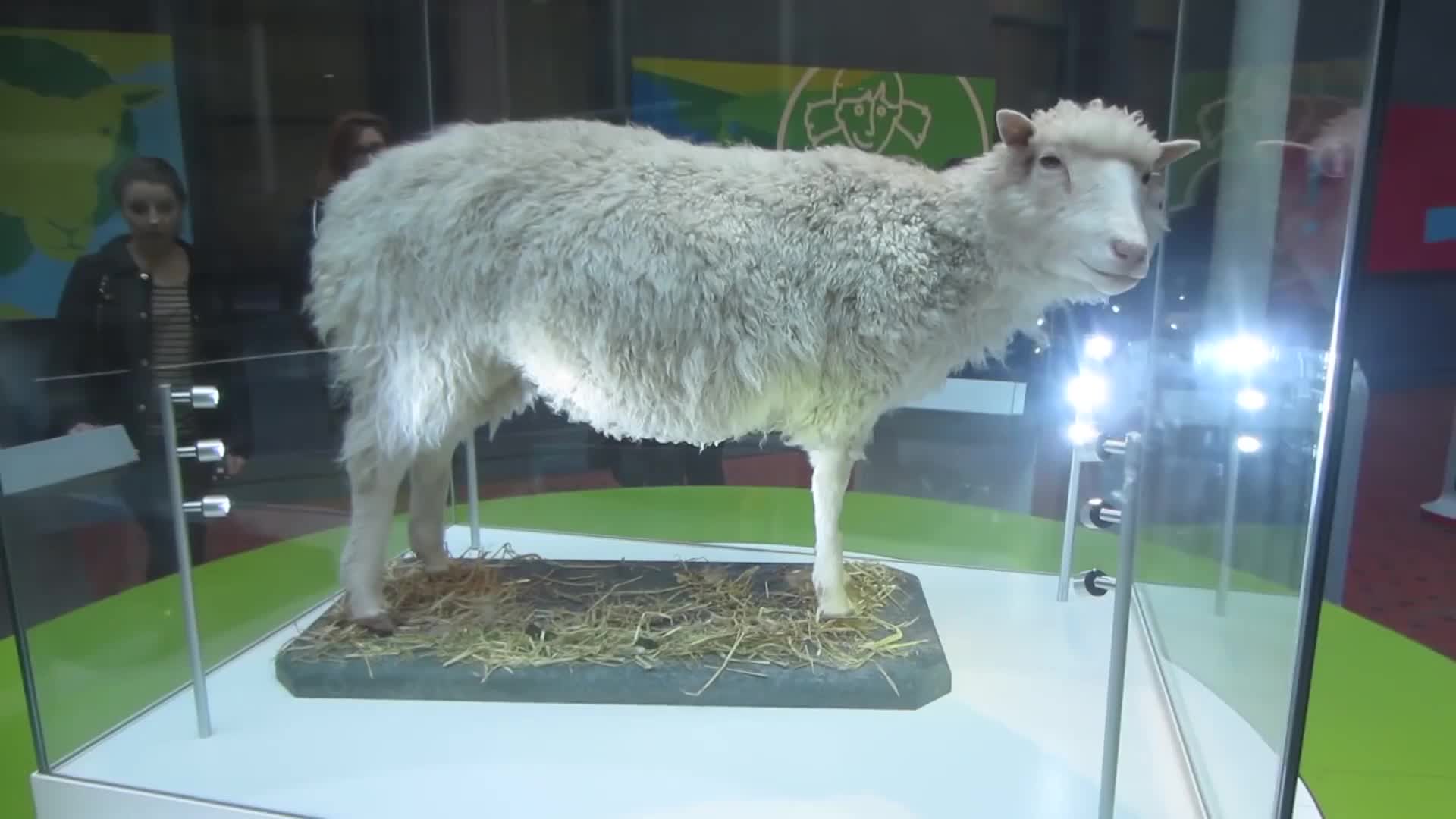 克隆羊过去了24年,为何如今无人提起?是克隆技术停摆了吗?