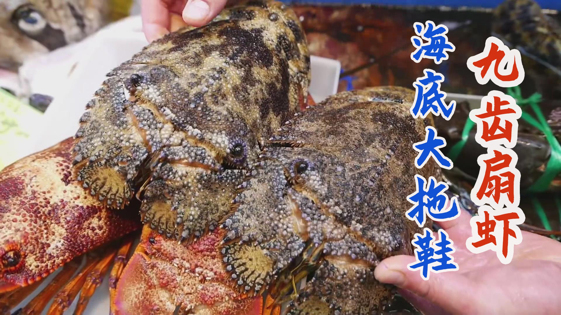 韩国厨师活杀肥美海鸡子切丝蘸油做成海肠刺身