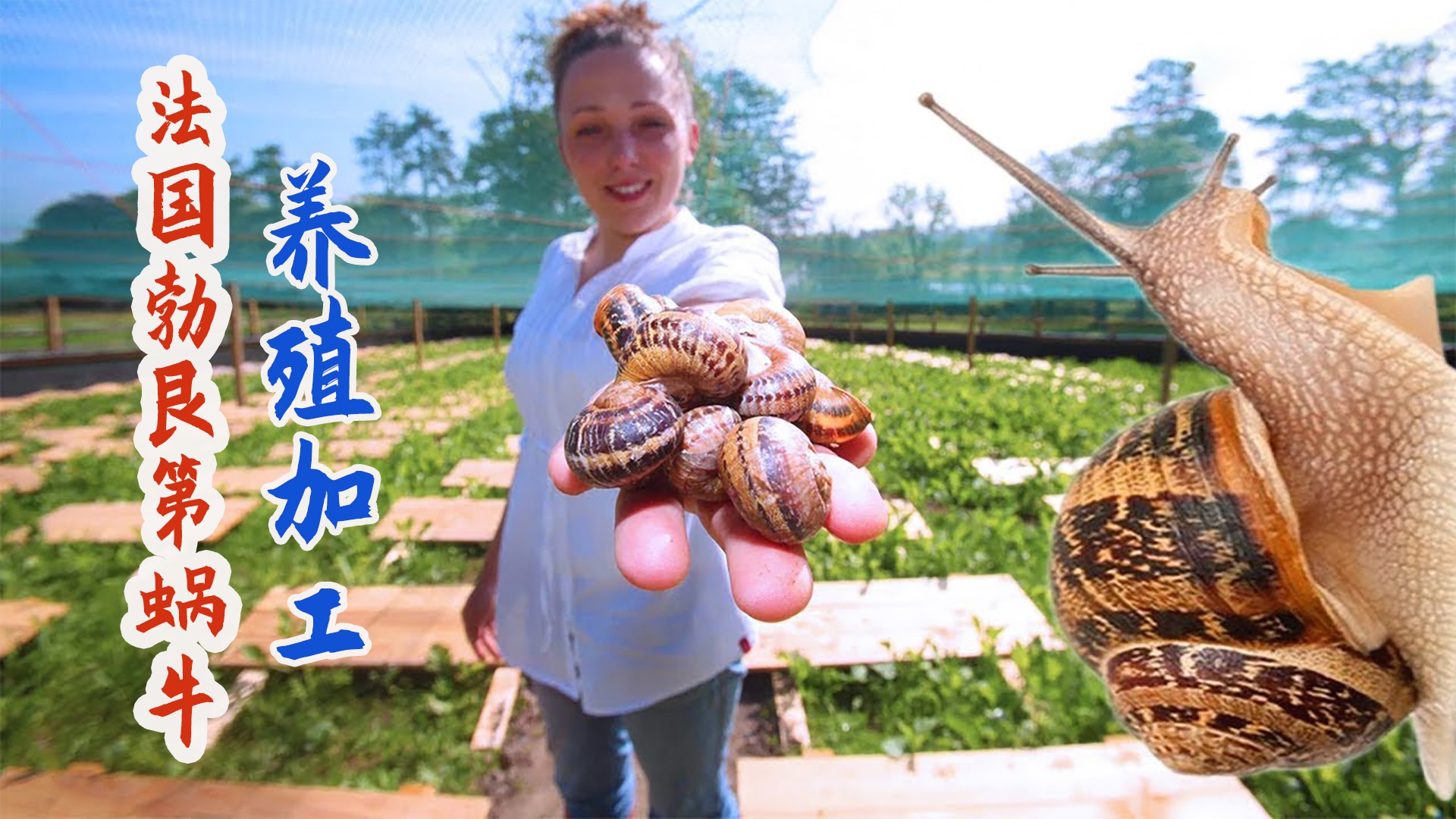 法国勃艮第蜗牛养殖农场,卵能做酱分泌物可做化妆品!