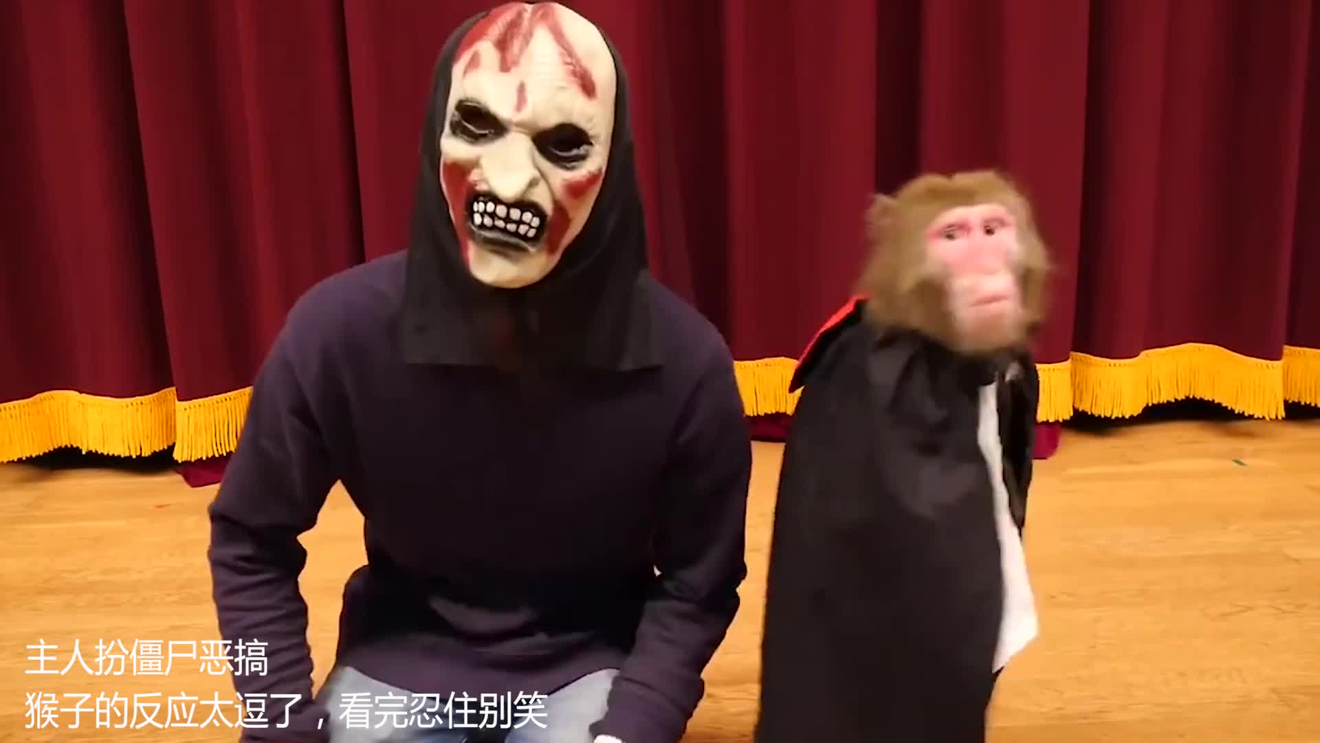 主人扮僵尸恶搞,猴子的反应太逗了,看完忍住别笑!