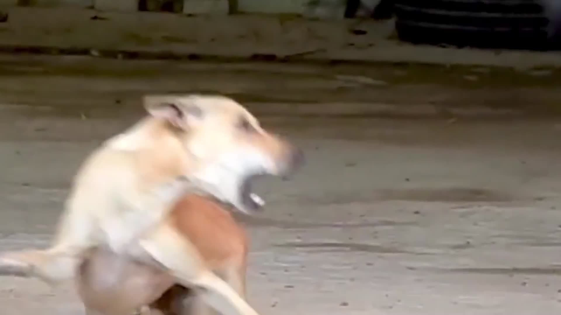 狗子戴面具吓唬大黄狗大黄直接被吓到起飞画面太逗了