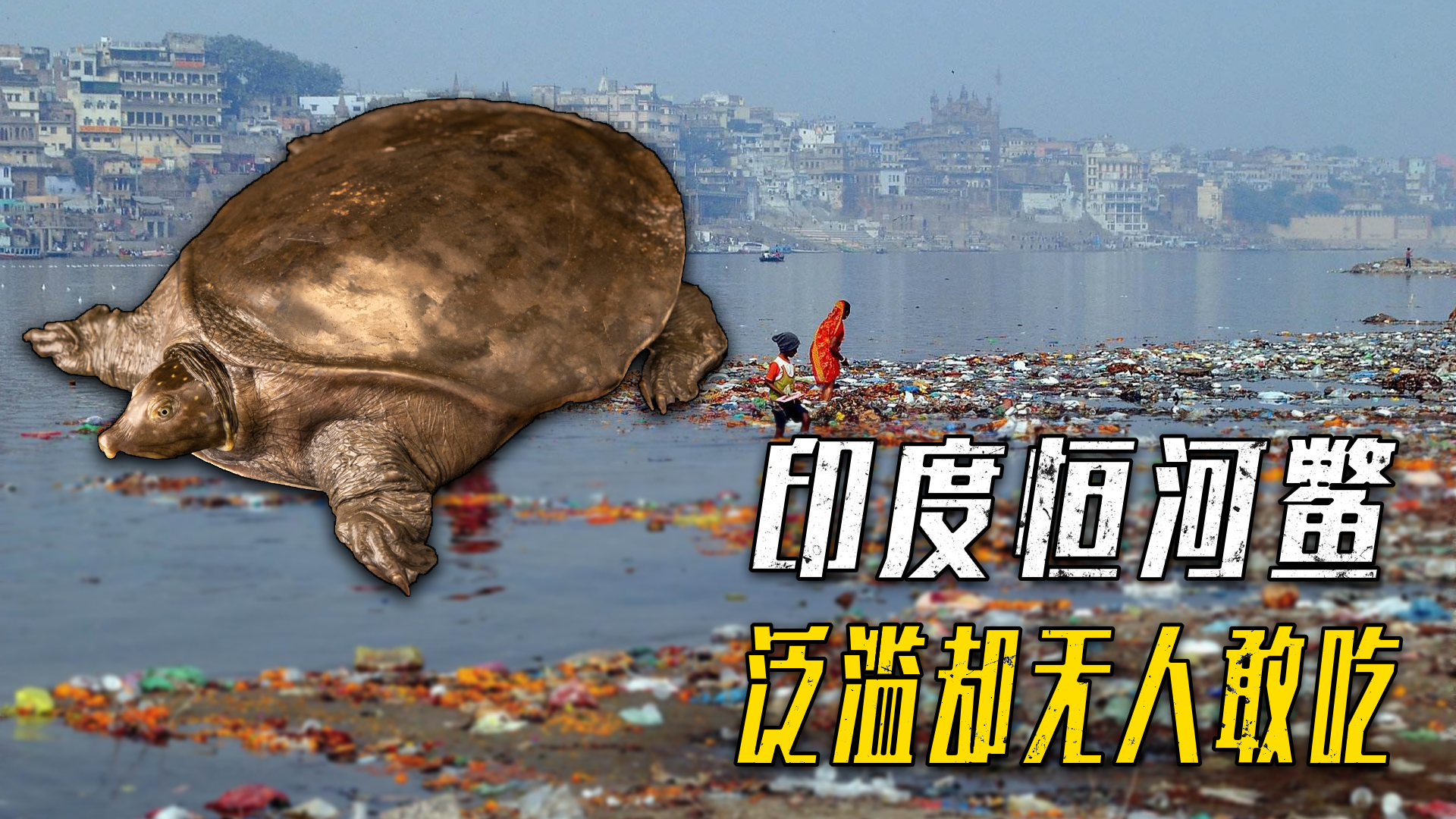 500万只恒河鳖在印度泛滥,为什么无人敢吃?
