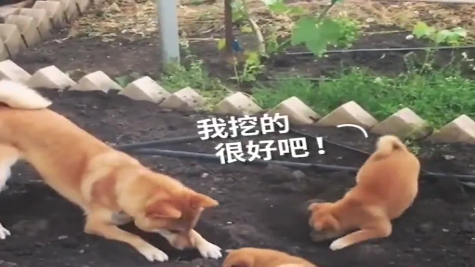 柴犬爸爸带娃干坏事，一见柴犬妈妈回来立马溜了！