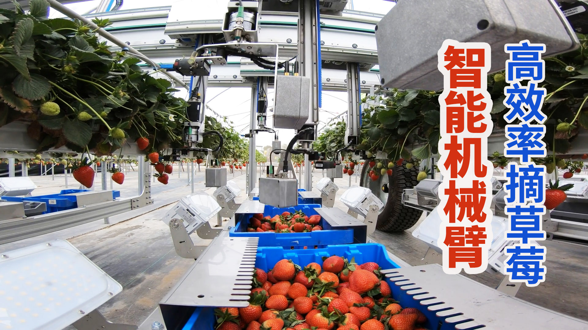西班牙草莓自动化收割机,24条机械臂识别生熟采收远超人工!