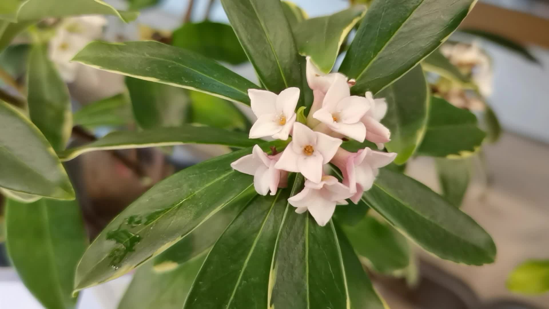 瑞香花原创视频