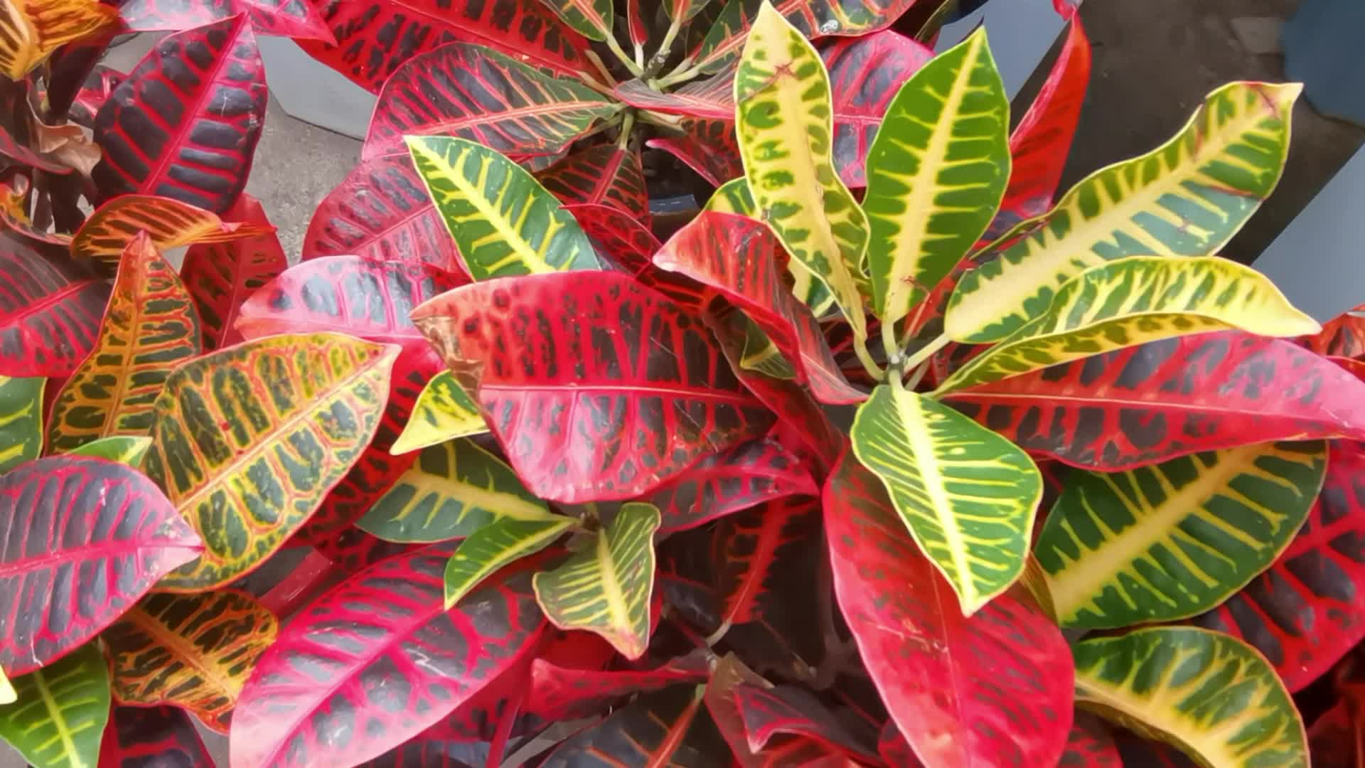 变叶木(变叶木的风水寓意) - 0415花卉网