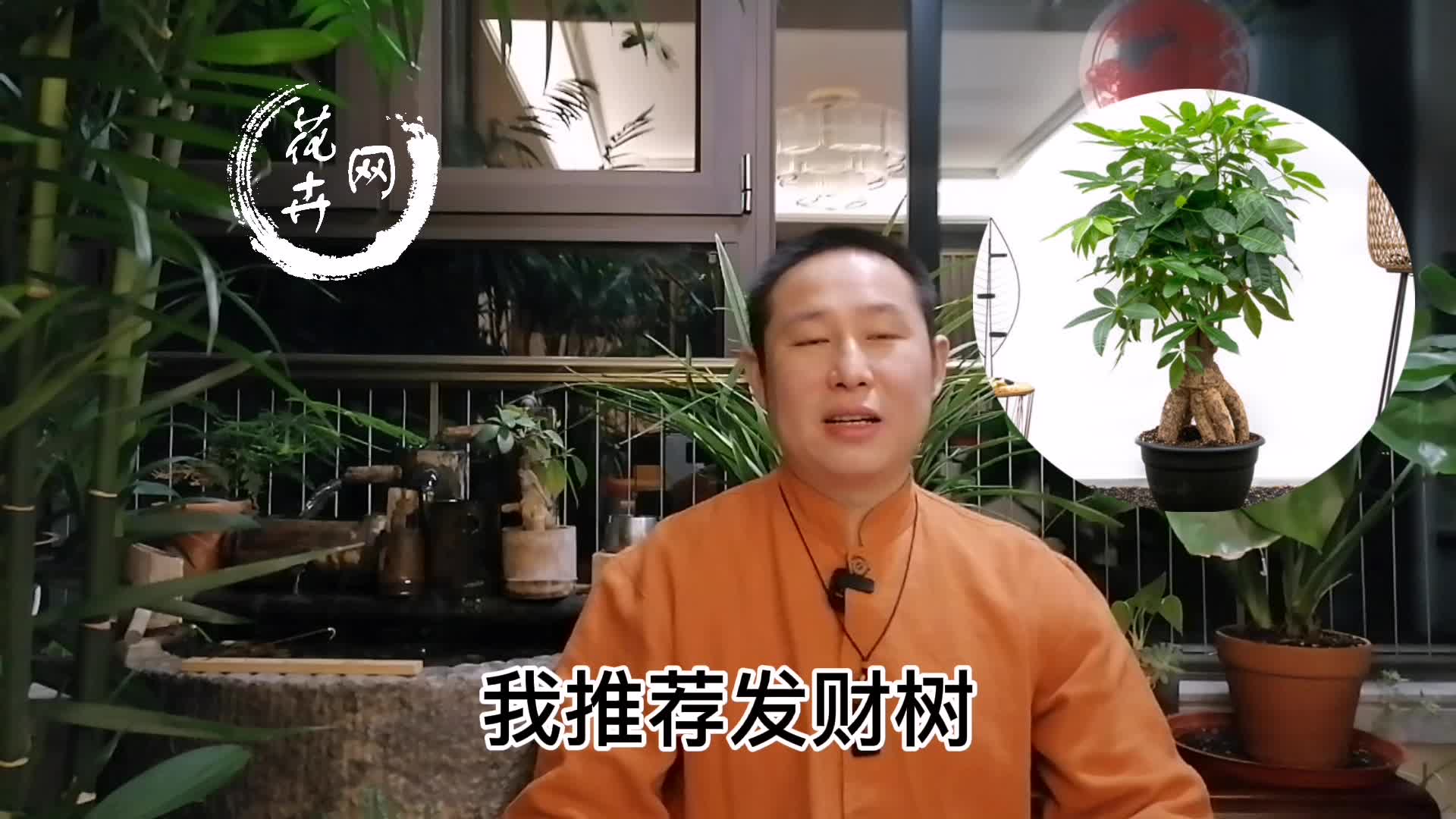 发财树的由来，养好发财树，方法很简单