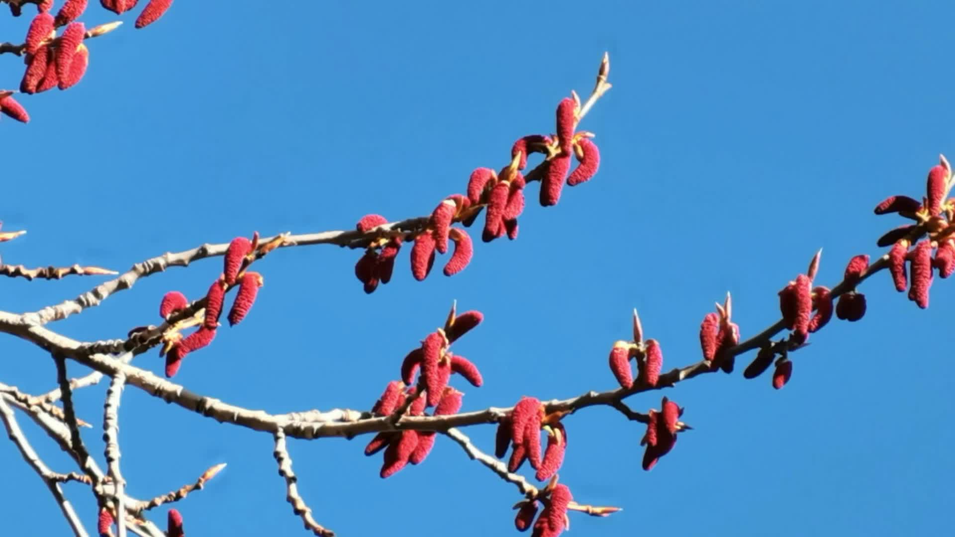 火红色杨树花原创视频