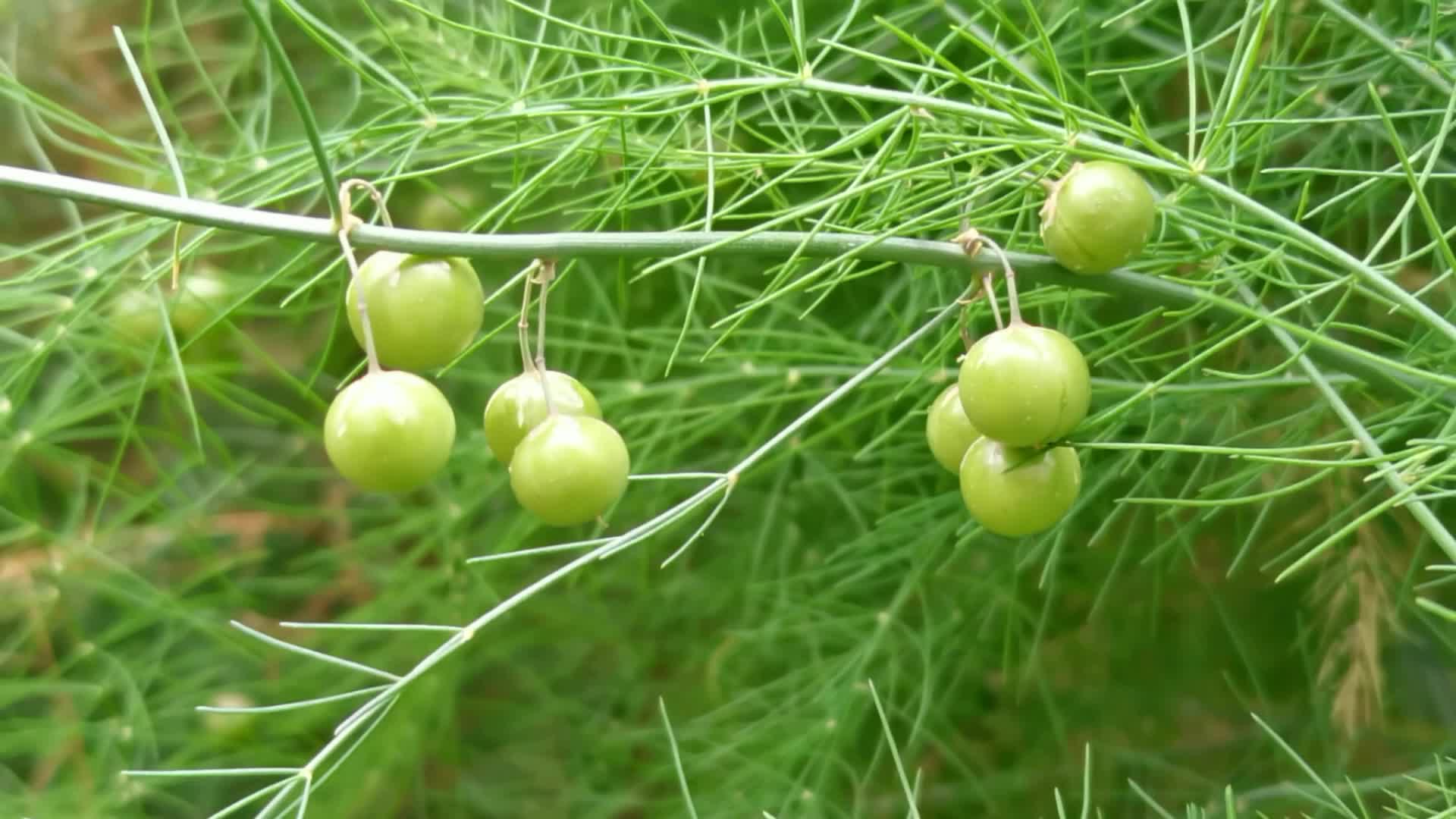 芦笋也叫石刁柏果实,原创视频