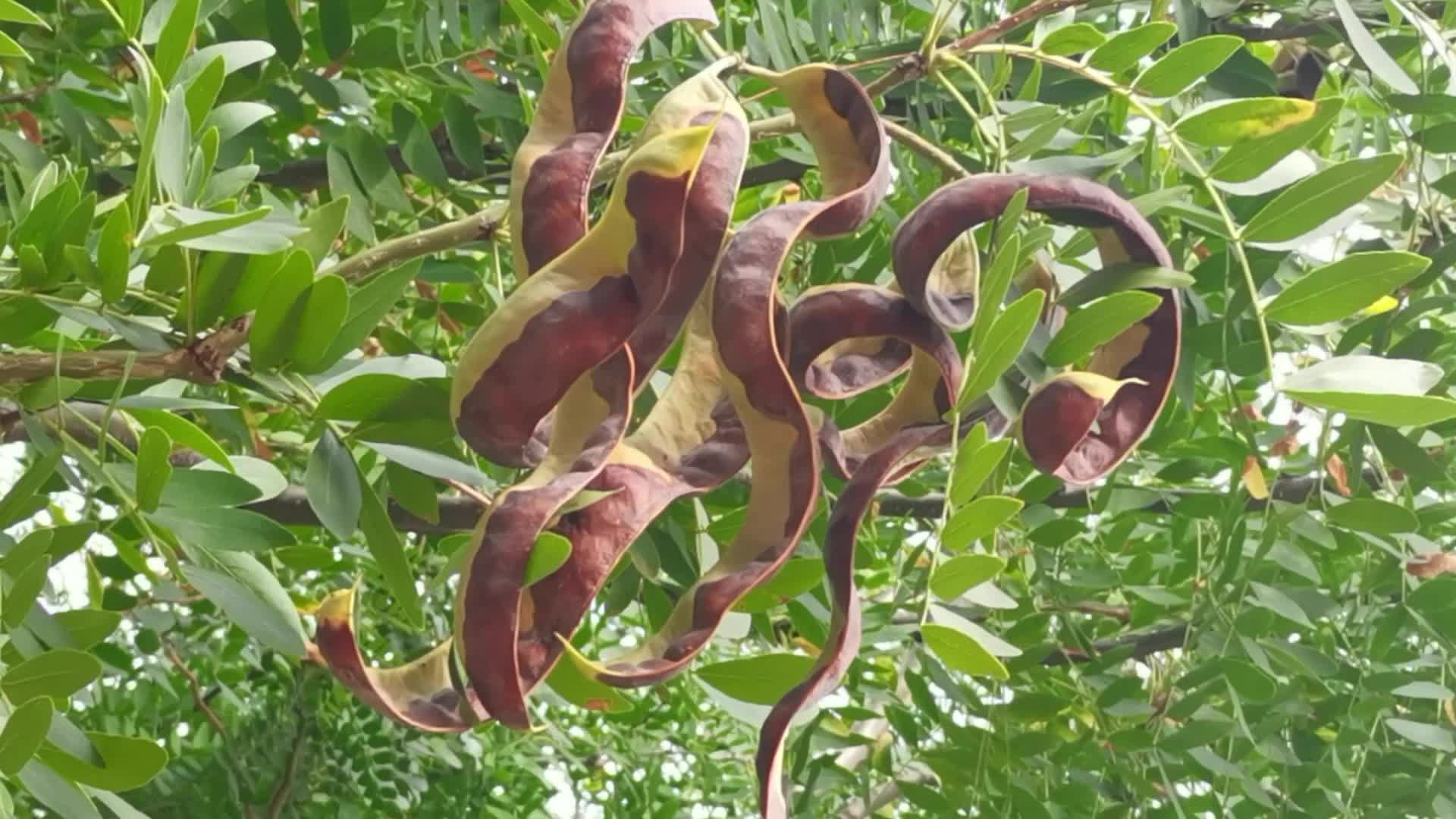 风干的皂角果实,原创视频__财经头条