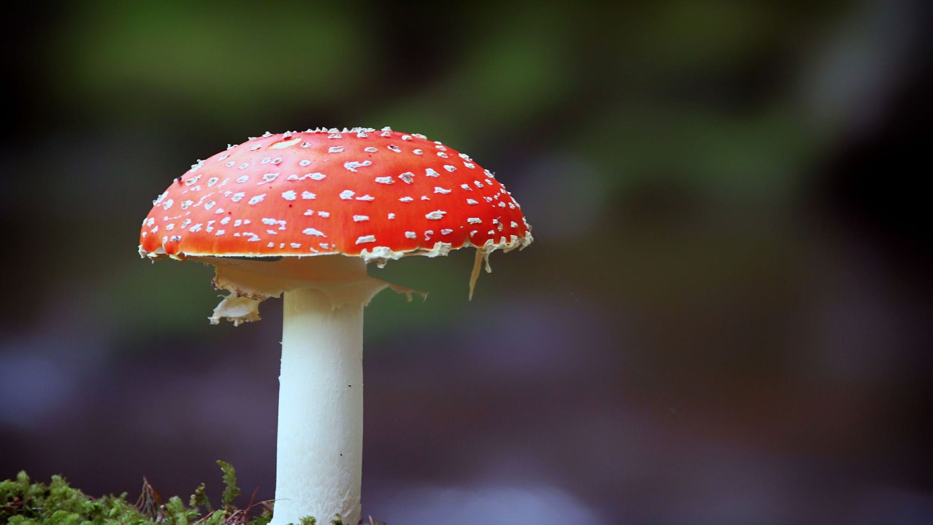 红白相间的红蘑菇,众多"蘑菇文化"的原型,是毒蘑菇的经典代表_高清