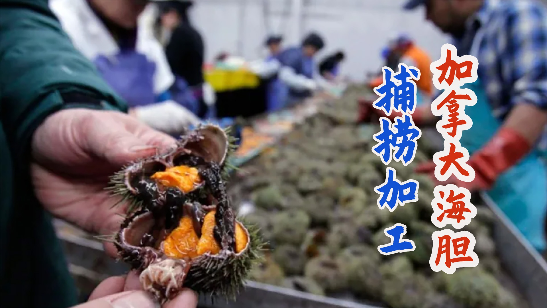 加拿大渔民潜水捕捞野生绿海胆,岸上加工成刺身拼盘出口!