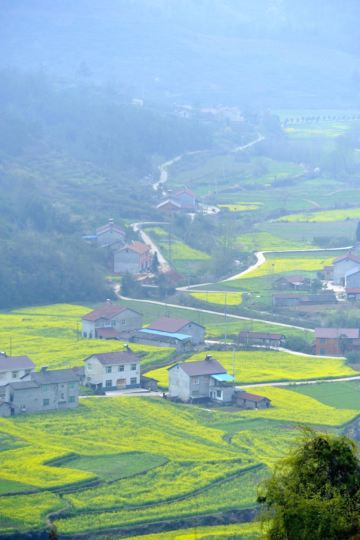 南漳峡口邓家岩:大樱桃,花正开,中国车厘子等你来_高清图集_新浪网