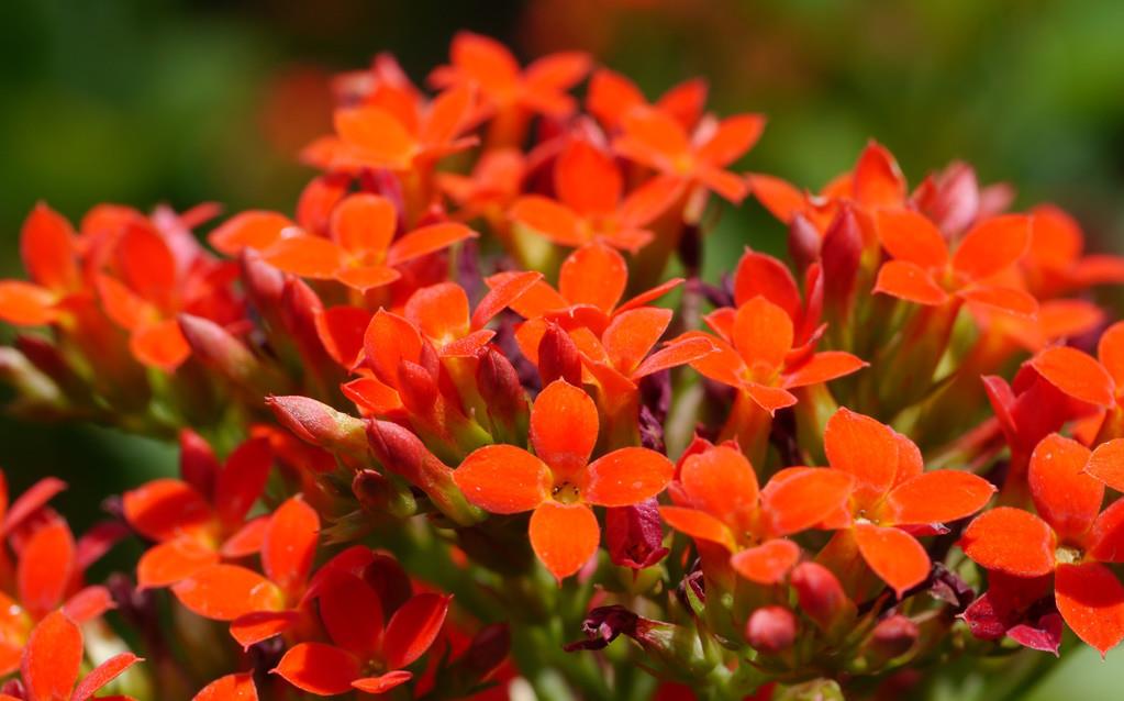 3种花寓意好,招财纳福好运来,日子越过越红火,有钱人家里都养