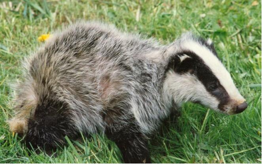 狗獾|盗猎|剥皮_新浪新闻