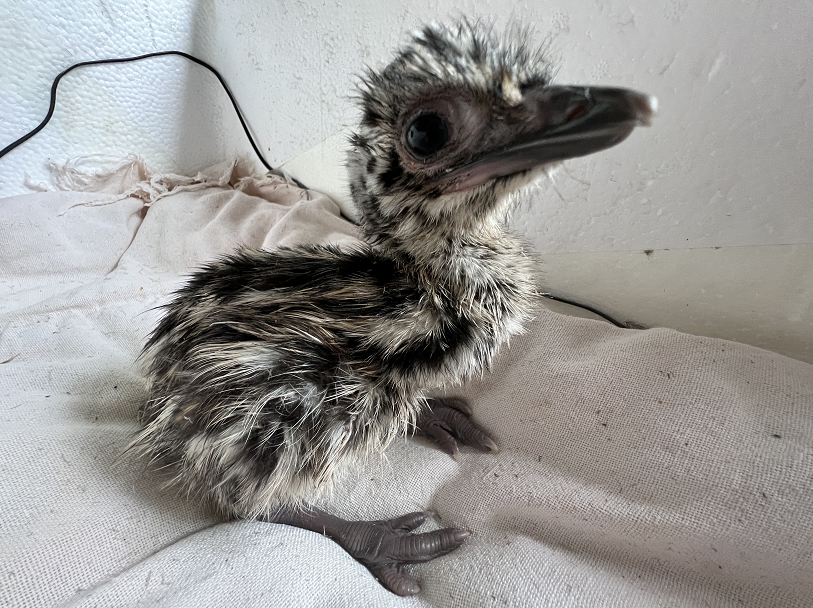 特色养殖鸸鹋啄出的幸福路