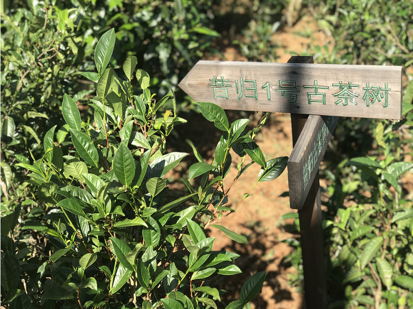 昔归秋天里的春天一一普洱茶协会调研组到临沧市临翔区调研纪实