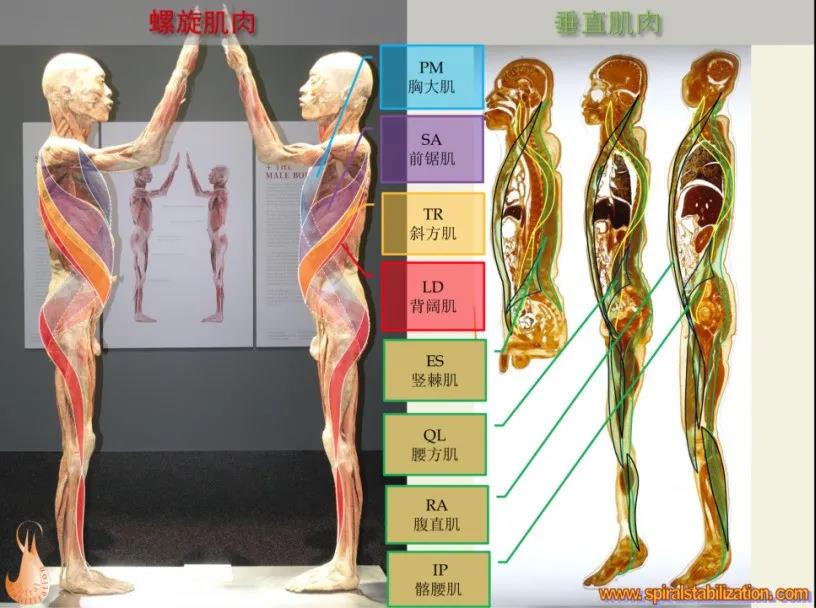 捷克官方认证sps螺旋稳定肌肉链一阶