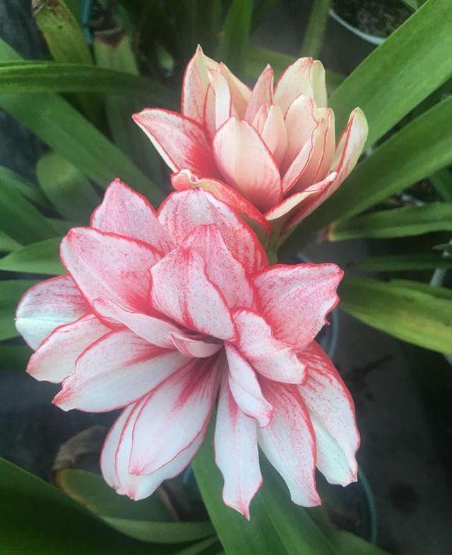 朱顶红花期的日常管理适当的修剪很重要啊