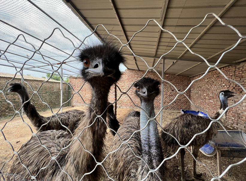 鸸鹋战争：1932年，“澳大利亚皇家军团”，被一群...