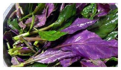 这种野菜叫做血皮菜,以前田野到处都是!抗衰老,补充叶酸
