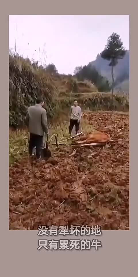 没有犁坏的地只有累死的牛_手机新浪网