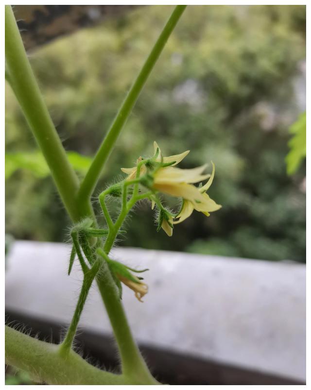 后阳台的西红柿开花结果了__财经头条