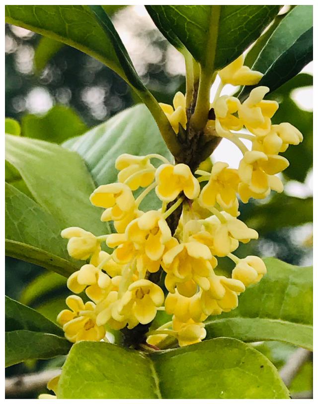 农历九月十二寒露后 养什么花 以下3种花 万事如意事事顺利