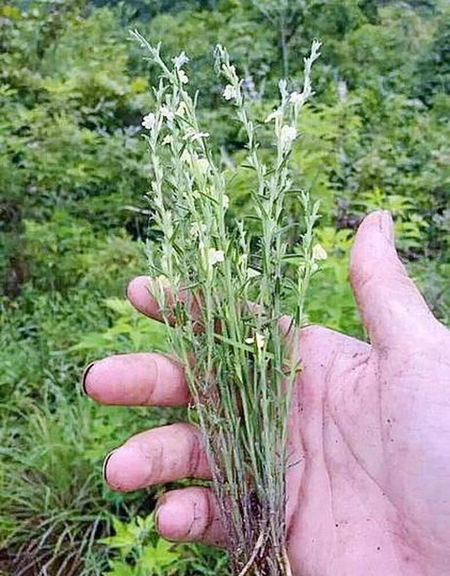 它是"草中黄金",个子矮子却珍贵稀有,若您遇到是福气好