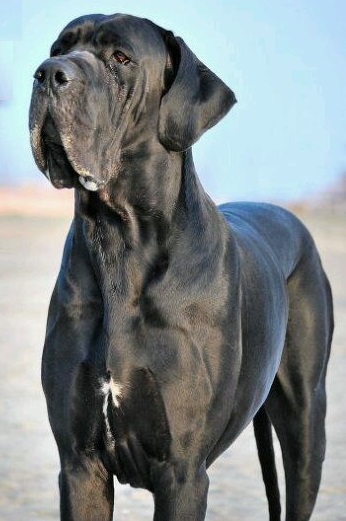 高大威猛,如帝王般沉稳,高贵优雅,具有王者气质的太阳神犬